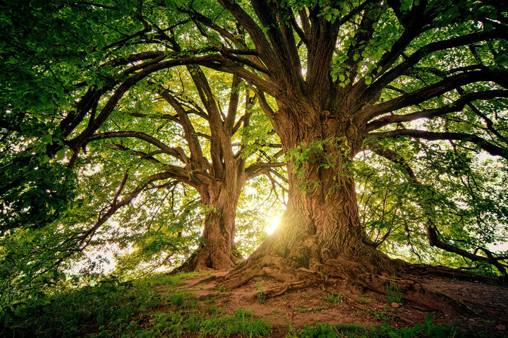 Ignite Your Strengths and Empower Your Wellness Adventure