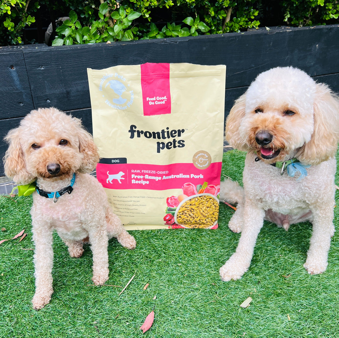 Why what our dogs eat matters and why education is key