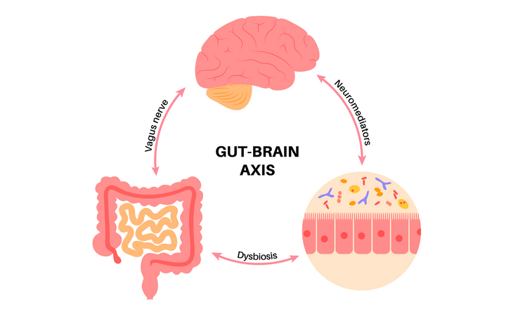 Gut health and the brain: How they’re connected & why it matters