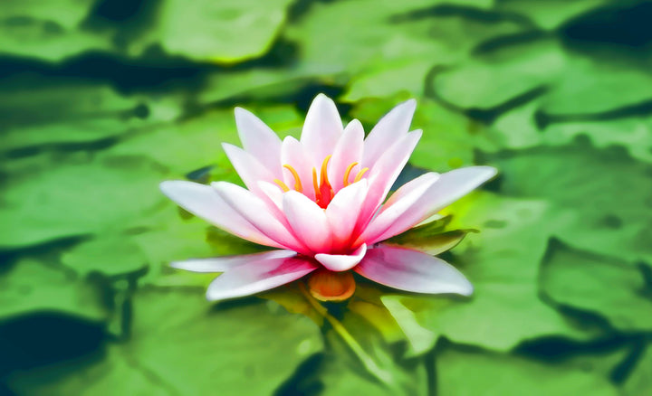 Meditation with Rae: Letting Love in