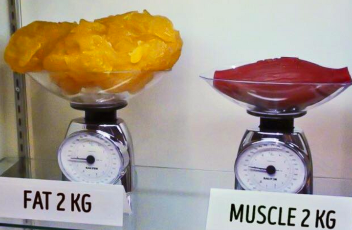 Muscle vs fat: What’s the real difference and why it matters for your body goals